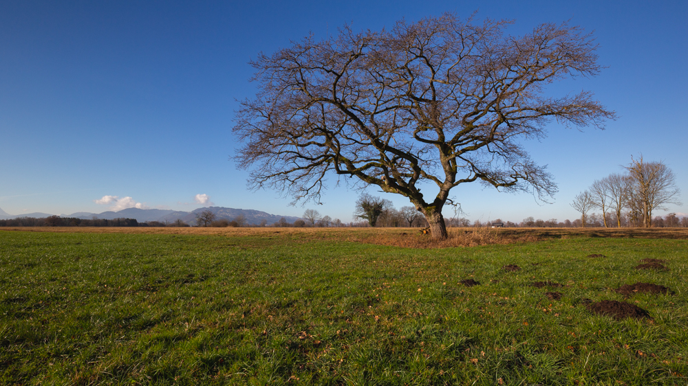 Lauteracherried im Jänner 3